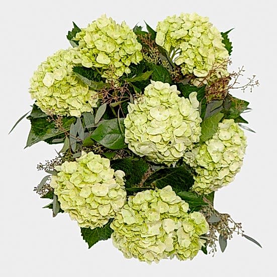 Lime Green Hydrangeas Hydrangeas