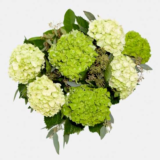 Eve Hydrangeas Bouquets