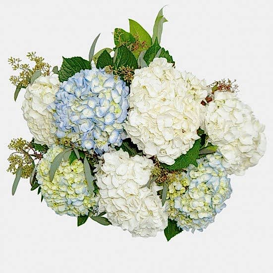 Ella Hydrangeas Hydrangeas