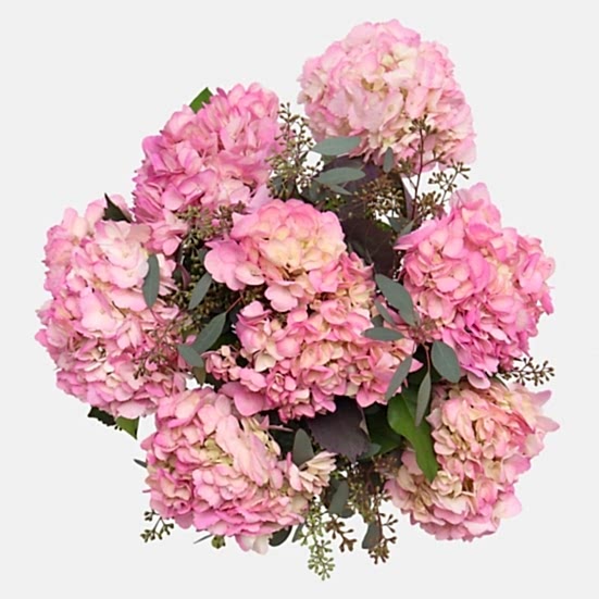 Pink Tint Hydrangeas Hydrangeas