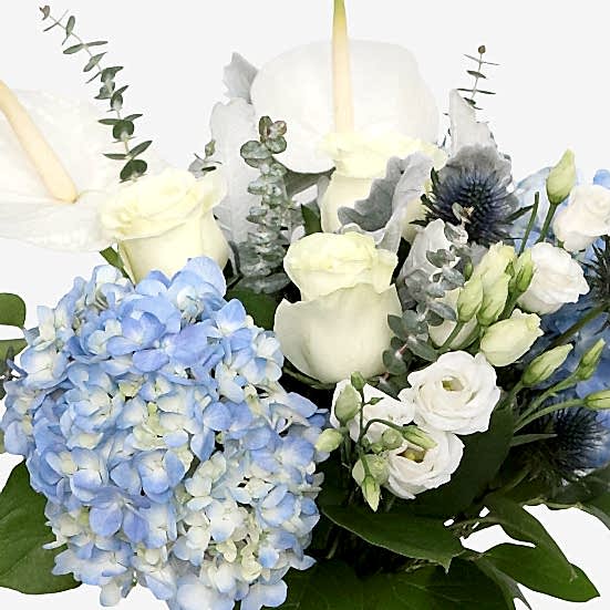 Winnie Hydrangeas