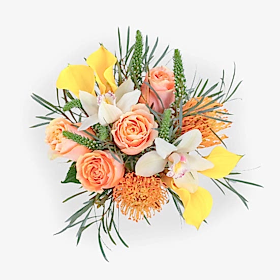 Aurelia Proteas