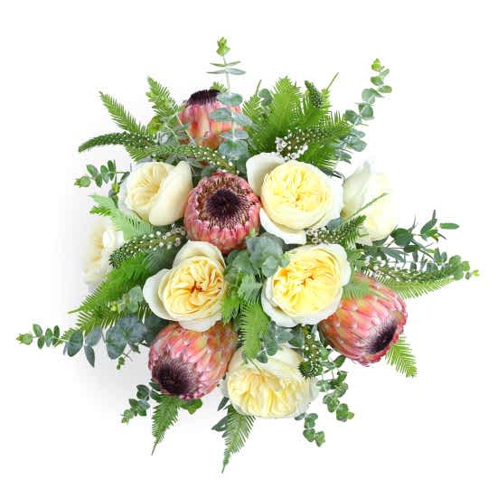 Maeve Proteas