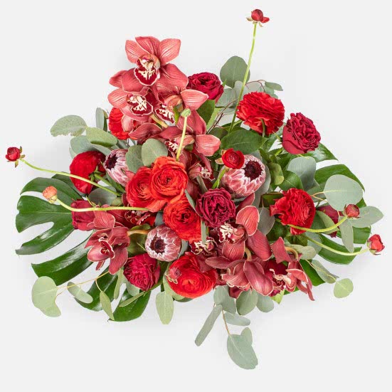 Nelida Proteas