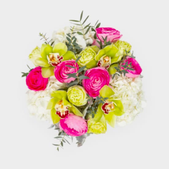 Gemma Hydrangeas