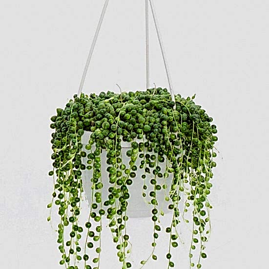 Hanging String of Pearls Hanging Plants