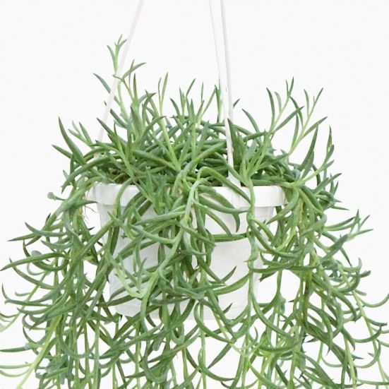 Hanging Fishhooks Hanging Plants