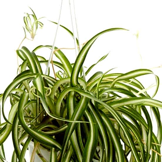 Hanging Bonnie Spider Plant Hanging Plants