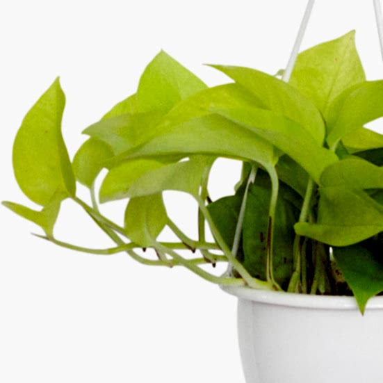 Hanging Neon Pothos Hanging Plants