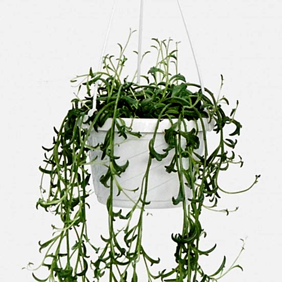 Hanging String of Dolphins Hanging Plants