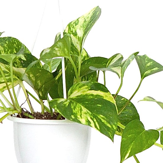 Hanging Golden Pothos Hanging Plants