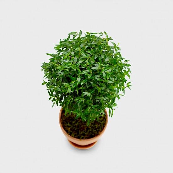 Myrtle Plants