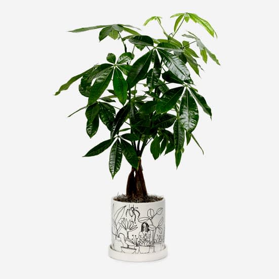Money Tree - Medio Plants