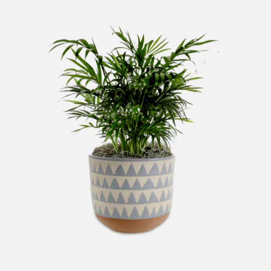 Neanthe Bella Palm - Medio Pet Friendly Plants