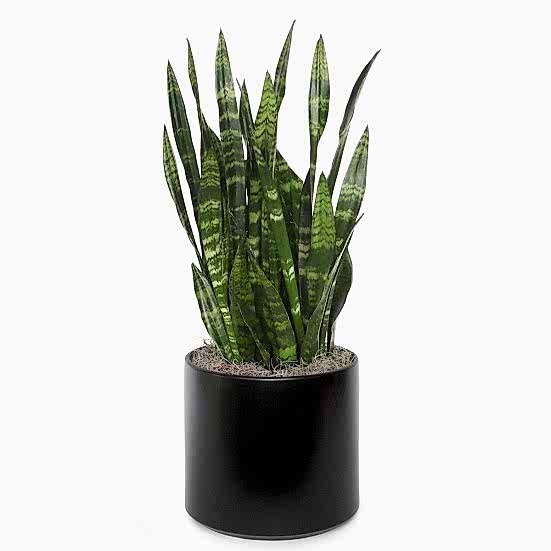 Snake Plant Black Coral - Grande Large Indoor Plants 
