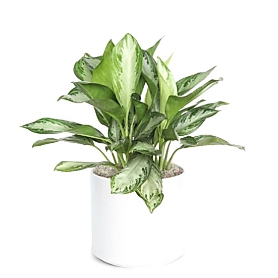 Aglaonema Silver Bay - Grande Large Indoor Plants 