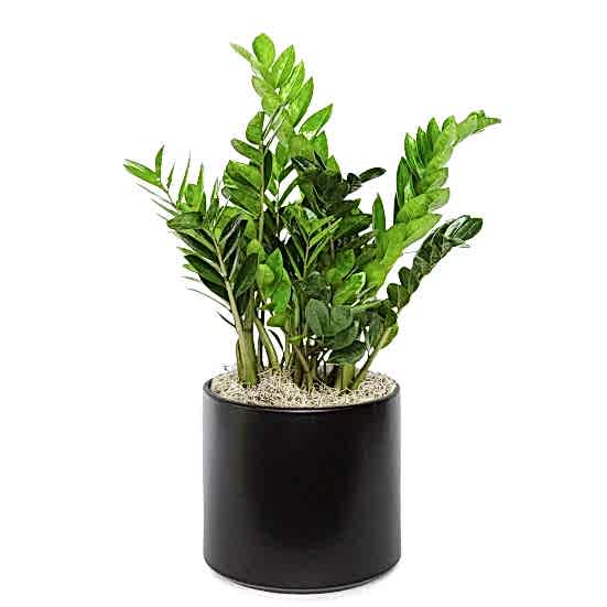 ZZ Plant - Grande Large Indoor Plants 