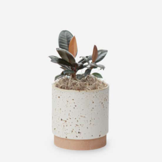 Rubber Tree Plant - Piccolo Plants