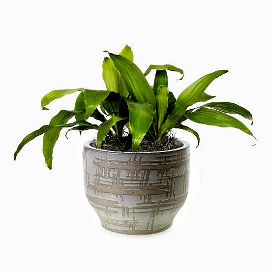 Dracaena Limelight - Medio Plants
