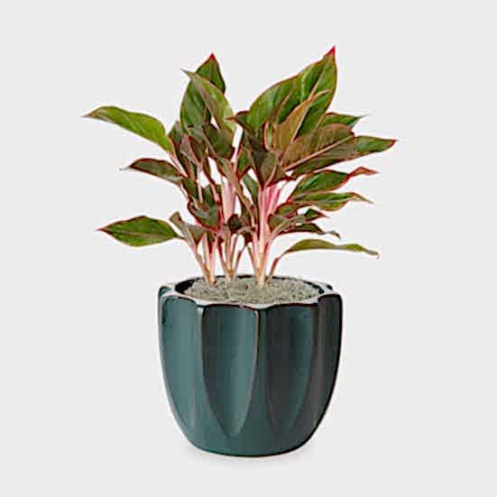 Aglaonema Siam - Medio Plants