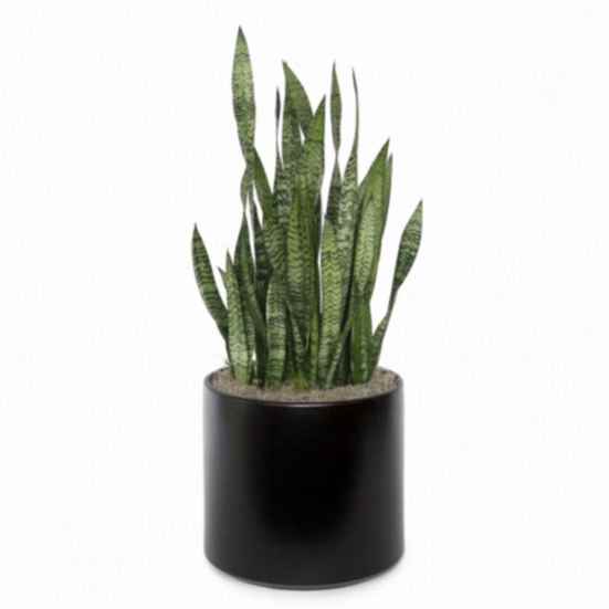 Snake Plant Black Coral - X-Grande Large Indoor Plants 
