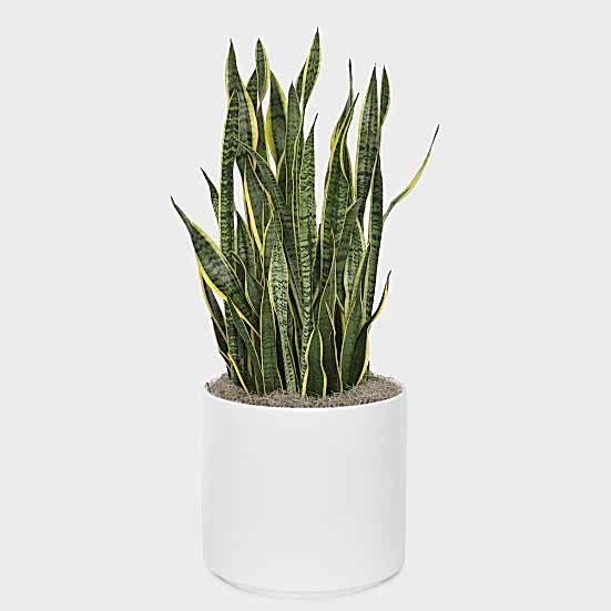 Snake Plant Laurentii - X-Grande Large Indoor Plants 