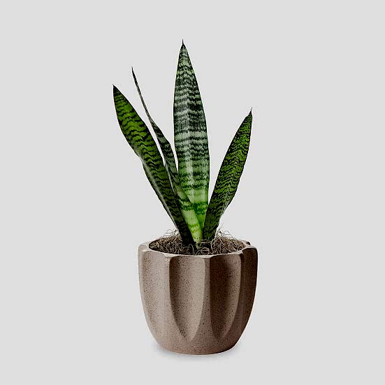 Snake Plant Black Coral - Piccolo Plants