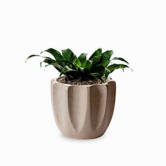 Dracaena Compacta - Piccolo St. Patrick's Day