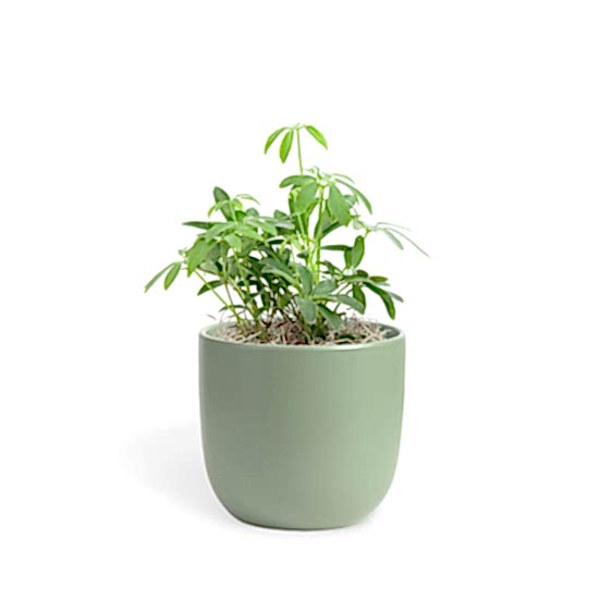 Schefflera Arboricola - Piccolo Plants