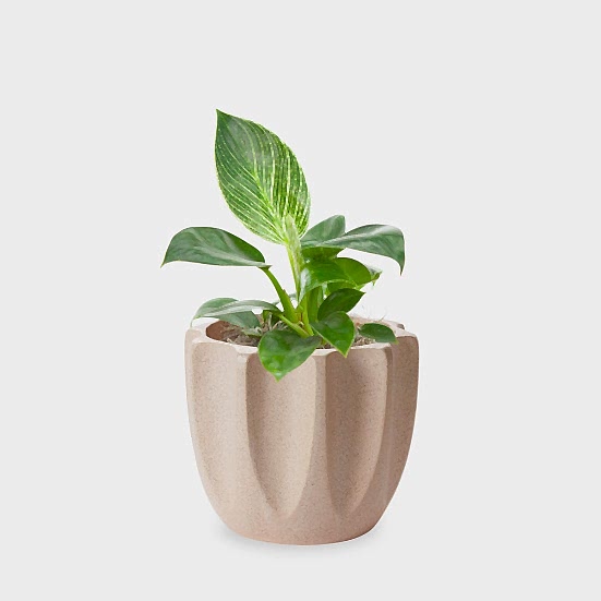 Philodendron Birkin - Piccolo Plants