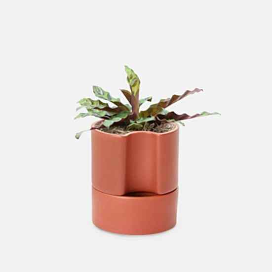 Calathea Rattlesnake - Piccolo Pet Friendly Plants