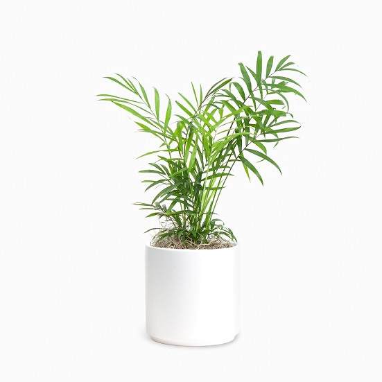 Neanthe Bella Palm - Piccolo Pet Friendly Plants