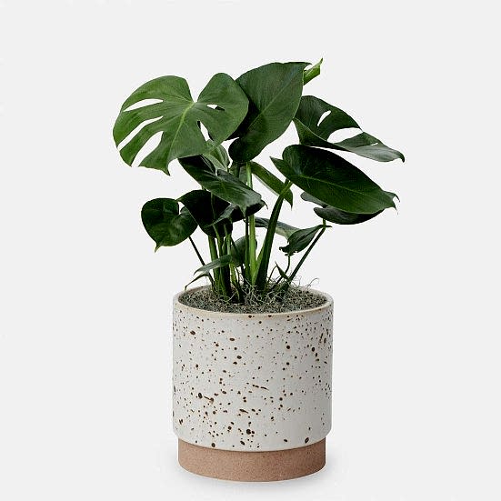 Monstera Deliciosa - Medio Plants