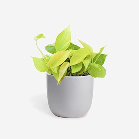 Neon Pothos - Piccolo Plants