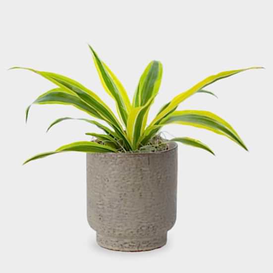 Dracaena Warneckii Lemon Lime - Piccolo Plants