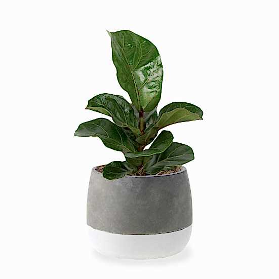 Ficus Lyrata Bambino - Medio Plants
