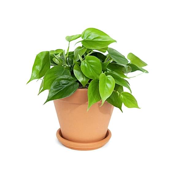 Philodendron Green - Medio Plants