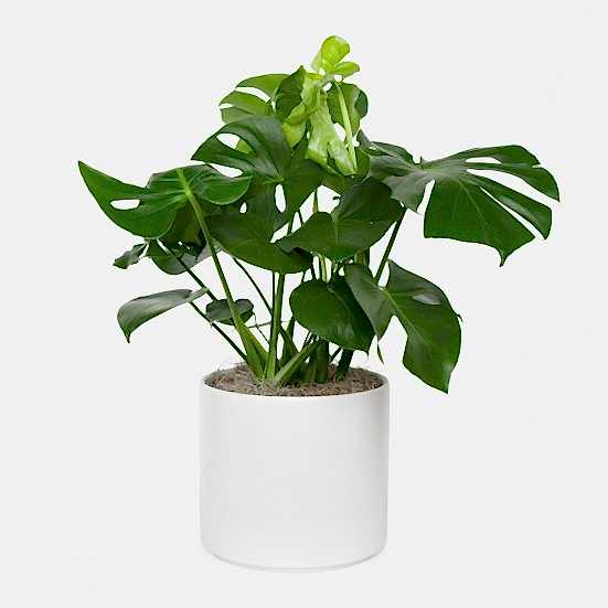 Monstera Deliciosa - Grande Large Indoor Plants 