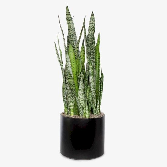 Snake Plant Zeylanica - Grande Large Indoor Plants 