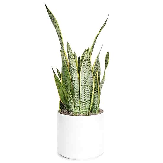 Snake Plant Laurentii - Grande Large Indoor Plants 