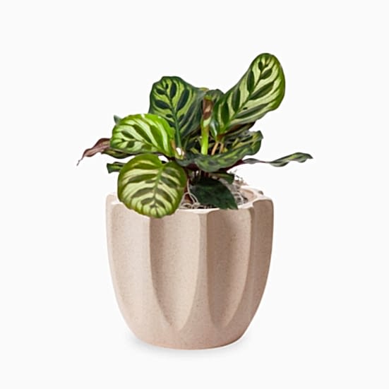 Calathea Peacock - Piccolo Pet Friendly Plants