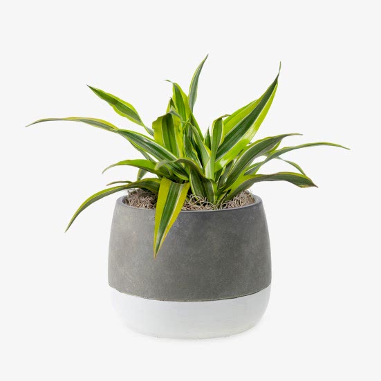 Dracaena Warneckii Lemon Lime - Medio Plants