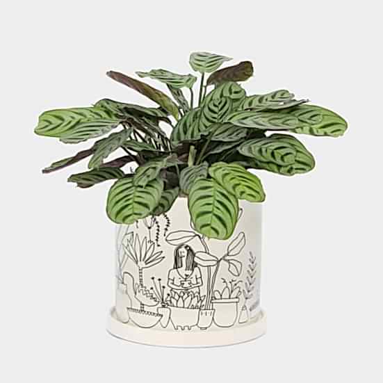 Calathea Fishbone - Medio Plants