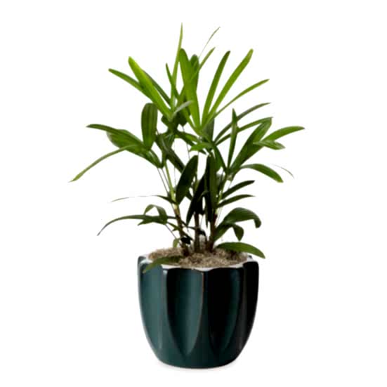 Rhaphis Palm - Medio Plants