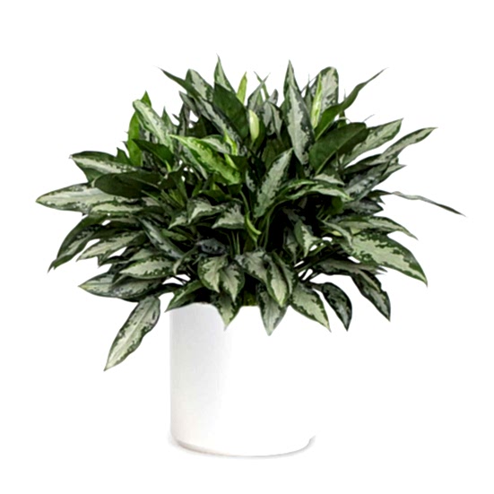 Aglaonema Jubilee - X-Grande Plants