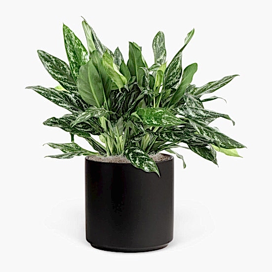 Aglaonema Shades - Grande Plants