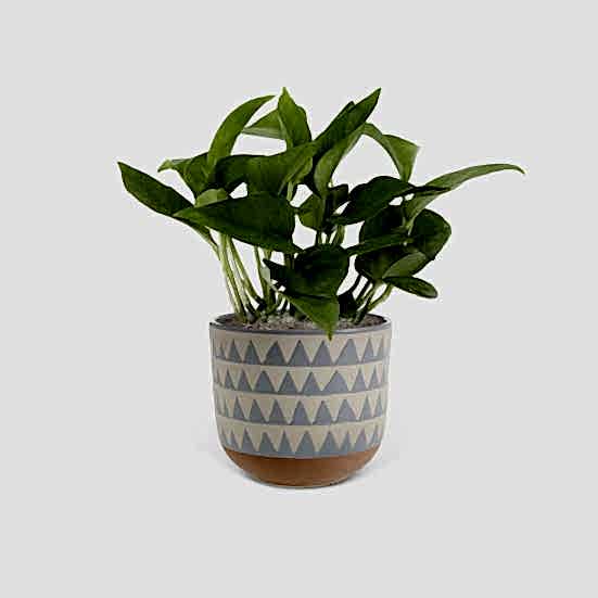 Jade Pothos - Piccolo Plants