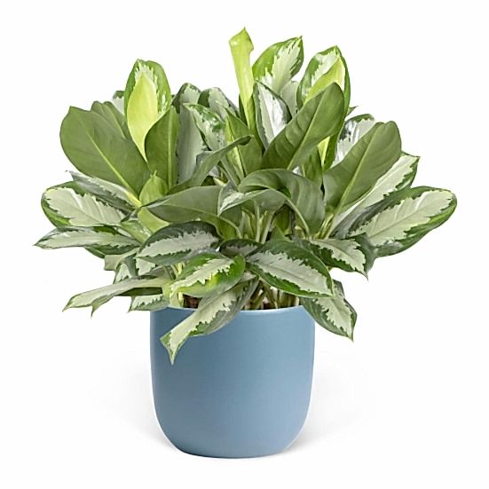 Aglaonema Silver Bay - Grande Plants