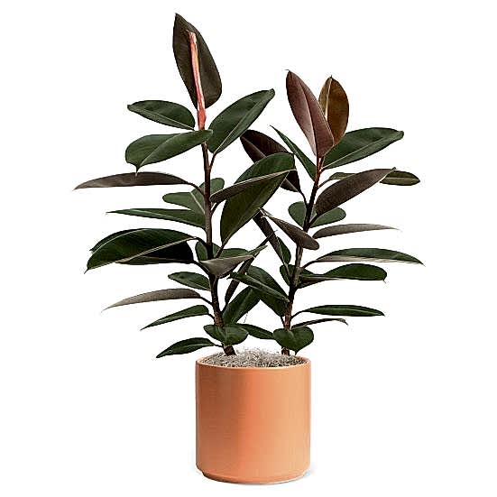 Ficus Burgundy - Grande Plants