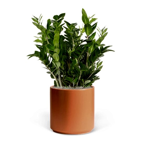 ZZ Plant - Grande Plants
